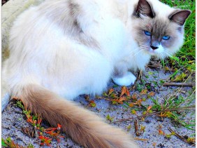 funny cat, funny story, jokes, word play, amazing