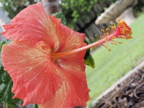 look up there is hibscus, beauty, flower,