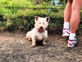 puppy dogs, cute, lovely, photo, cool