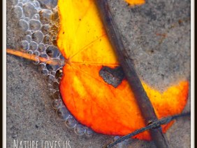 LOVE, HAPPINESS, LOOK UP, NATURE, amazing photo