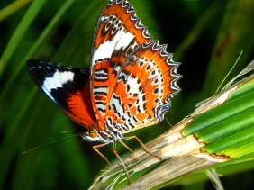 beautiful, gorgeous, wonderful