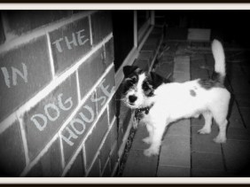 CUTE, CUTE PUPPY, PUPPY