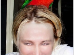 king parrot.