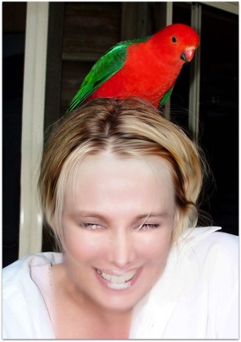 king parrot.