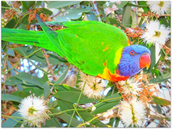 beautiful bird, rainbow lorikeet.