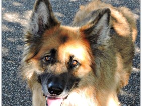 I love you, beauty, how, love, wonder