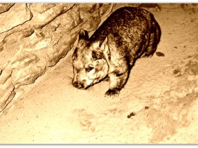 burrow, warren, funny, cool, amazing