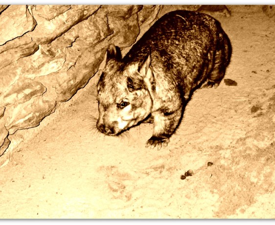 burrow, warren, funny, cool, amazing