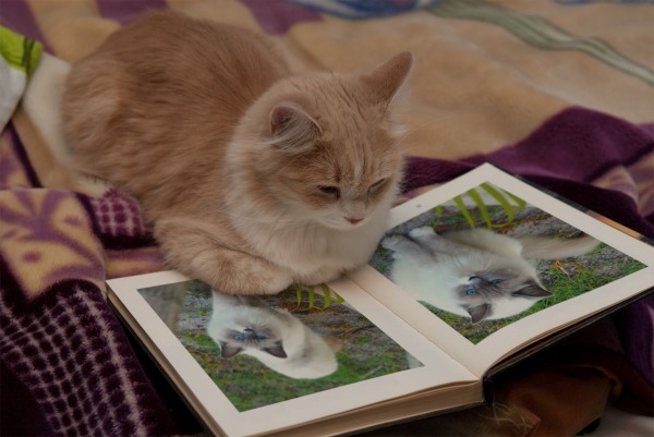 cool kitty, funny, cats reading