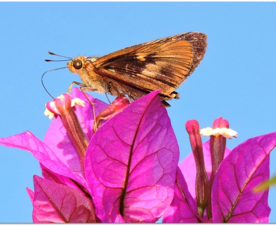 Uplifting, prose, flash fiction, optimism