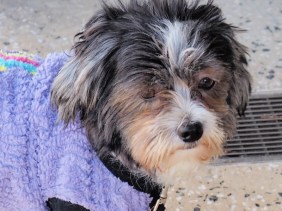 cute puppy, love, happiness