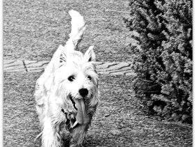 Happiness, puppy, dogs, cute, adorable, amazing, wonderful