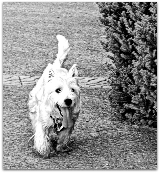 Happiness, puppy, dogs, cute, adorable, amazing, wonderful