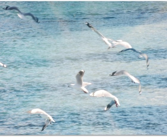 family, love, devotion, lift, fly