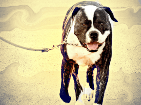 dog, happiness, wonderful, I'm so happy