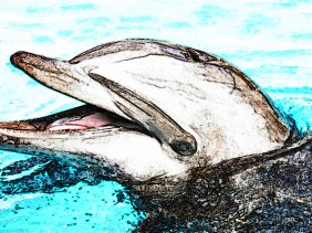 happiness, dolphin, smiling