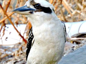 funny, kookaburra, you won't believe what I heard, fantastic, amazing,