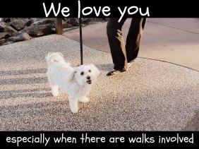 happiness, dogs, fun, love, walking the dog