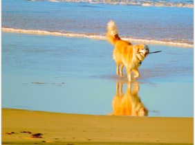 Beautiful dog, fetch, fun, beach