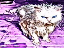 upset kitty
