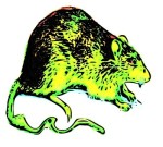 vampire, rat