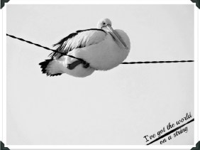 Pelican, the joy of giving, manipulation, freedom